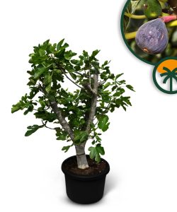 Feigenbaum - Ficus Carica Calabacita Blanca  - 40 Jahre alter Baum