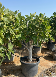 Feigenbaum - Ficus Carica Calabacita Blanca  - 40 Jahre alter Baum