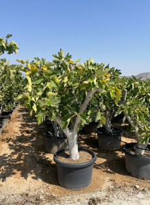 Feigenbaum - Ficus Carica Calabacita Blanca  - 40 Jahre alter Baum