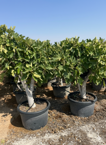 Feigenbaum - Ficus Carica Calabacita Blanca  - 40 Jahre alter Baum