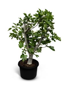 Feigenbaum - Ficus Carica Calabacita Blanca  - 40 Jahre alter Baum