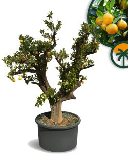 Zitrusbaum – Orangenbaum XXXL – Citrus Sinensis