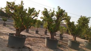 Zitrusbaum – Orangenbaum XXXL – Citrus Sinensis