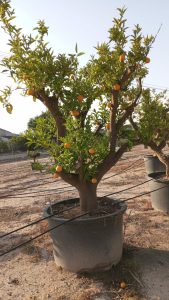 Zitrusbaum – Orangenbaum XXXL – Citrus Sinensis