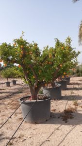 Zitrusbaum – Orangenbaum XXXL – Citrus Sinensis