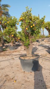 Zitrusbaum – Orangenbaum XXXL – Citrus Sinensis