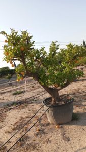 Zitrusbaum – Orangenbaum XXXL – Citrus Sinensis