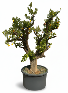 Zitrusbaum – Orangenbaum XXXL – Citrus Sinensis