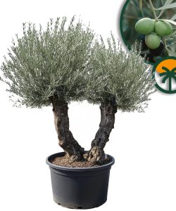Olea Europea - Olivenbaum Bonsai - Doppelstamm
