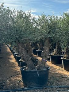 Olea Europea - Olivenbaum Bonsai - Doppelstamm
