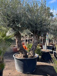 Olea Europea - Olivenbaum Bonsai - Doppelstamm