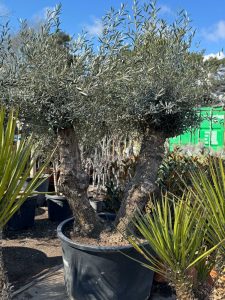 Olea Europea - Olivenbaum Bonsai - Doppelstamm