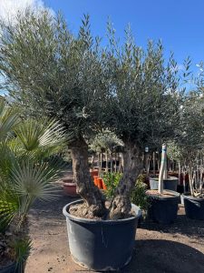 Olea Europea - Olivenbaum Bonsai - Doppelstamm