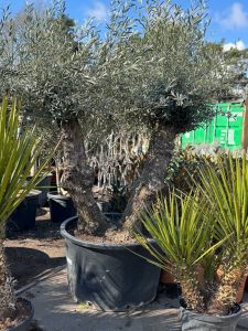 Olea Europea - Olivenbaum Bonsai - Doppelstamm