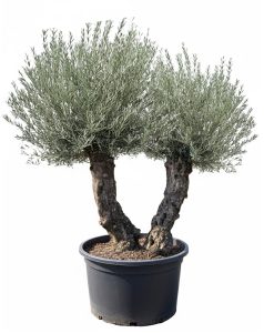 Olea Europea - Olivenbaum Bonsai - Doppelstamm