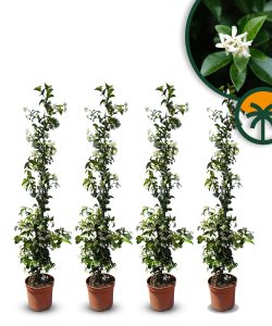 Toskanischer Jasmin - Höhe 120-140 cm - 4 Stück