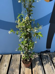 Toskanischer Jasmin - Höhe 120-140 cm - 4 Stück
