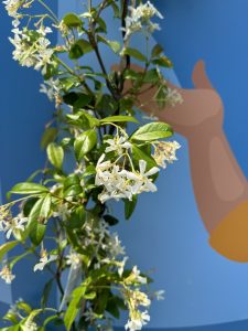 Toskanischer Jasmin - Höhe 120-140 cm - 4 Stück