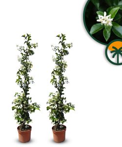 Toskanischer Jasmin - Höhe 120-140 cm - 2 Stück
