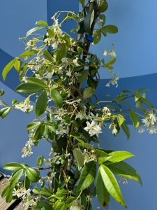 Toskanischer Jasmin - Höhe 120-140 cm - 2 Stück