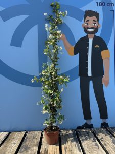 Toskanischer Jasmin - Höhe 160-180 cm - 6 Stück