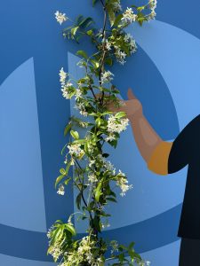 Toskanischer Jasmin - Höhe 160-180 cm - 6 Stück