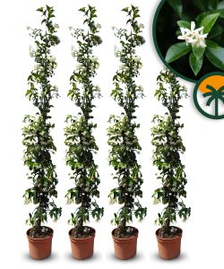 Toskanischer Jasmin - Höhe 160-180 cm - 4 Stück