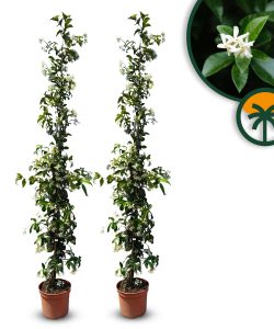 Toskanischer Jasmin - Höhe 160-180 cm - 2 Stück