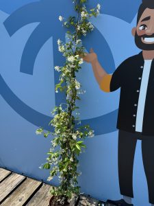 Toskanischer Jasmin - Höhe 160-180 cm - 2 Stück