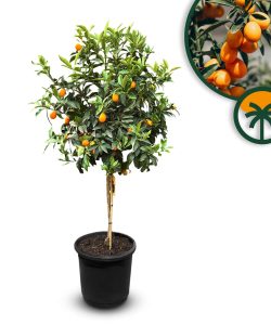 Zitrusbaum – Kumquatbaum – Citrus Fortunella