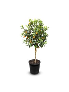 Zitrusbaum – Kumquatbaum – Citrus Fortunella