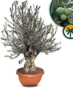 Olivenbaum - Olea Europaea -  Bonsai in Deko-Schale - 90 Jahre alter Baum