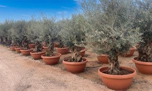 Olivenbaum - Olea Europaea -  Bonsai in Deko-Schale - 90 Jahre alter Baum