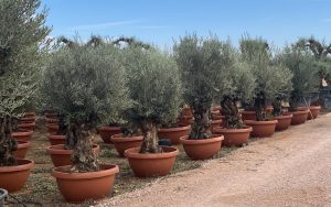 Olivenbaum - Olea Europaea -  Bonsai in Deko-Schale - 90 Jahre alter Baum