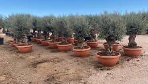 Olivenbaum - Olea Europaea -  Bonsai in Deko-Schale - 90 Jahre alter Baum