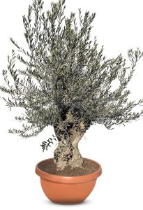 Olivenbaum - Olea Europaea -  Bonsai in Deko-Schale - 90 Jahre alter Baum