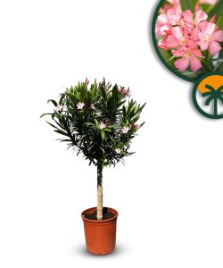 Rosa Oleander am Stamm – Höhe 100/120 cm