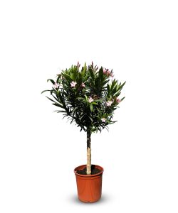 Rosa Oleander am Stamm – Höhe 100/120 cm