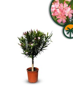 Rosa Oleander am Stamm – Höhe 90/110 cm