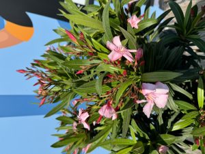 Rosa Oleander am Stamm – Höhe 90/110 cm