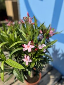 Rosa Oleander am Stamm – Höhe 90/110 cm