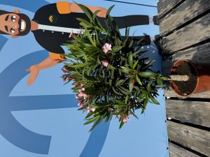Rosa Oleander am Stamm – Höhe 90/110 cm