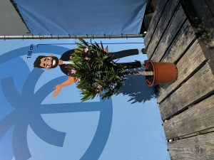Rosa Oleander am Stamm – Höhe 90/110 cm