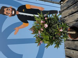 Rosa Oleander am Stamm – Höhe 90/110 cm