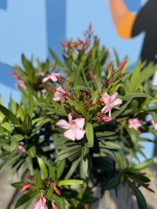 Rosa Oleander am Stamm – Höhe 90/110 cm