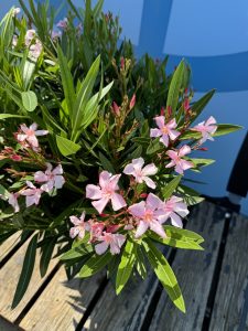 Rosa Oleander am Stamm – Höhe 90/110 cm