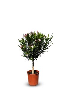 Rosa Oleander am Stamm – Höhe 90/110 cm