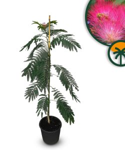 Persischer Schlafbaum – Albizia julibrissin 'Ombrella'
