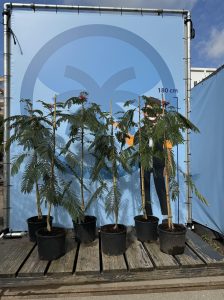 Persischer Schlafbaum – Albizia julibrissin 'Ombrella'