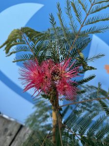 Persischer Schlafbaum – Albizia julibrissin 'Ombrella'